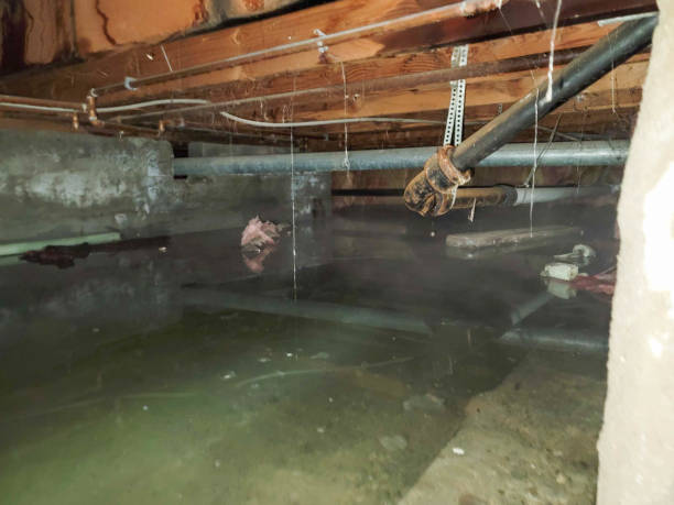 Best Water damage cleanup near me  in Gray Summit, MO